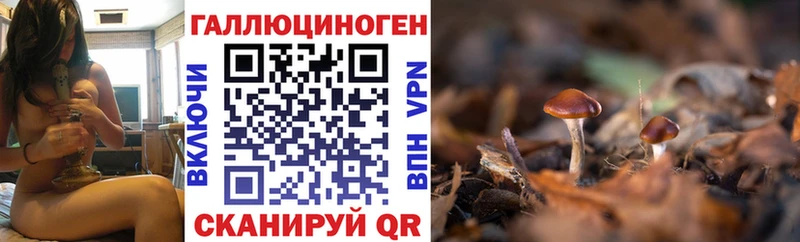 хочу   Сыктывкар  Псилоцибиновые грибы Psilocybine cubensis 
